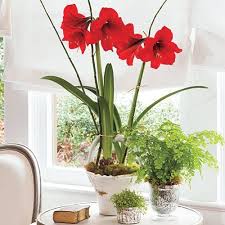 نگهداری از گیاه آماریلیس